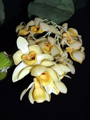 Bild von Dendrobium sulcatum 1